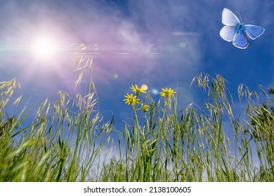 143,323 Wildflower Sun Images, Stock Photos & Vectors | Shutterstock