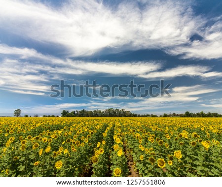 Summer Memory - Sunflower rows bask in the summer sunshine. Yolo County, California, USA