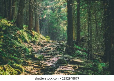 Summer moody forest with path and green trees, natural outdoor vintage background. Ukraine. Carpatian mountains