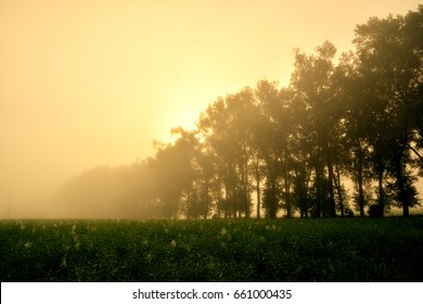 Summer Morning Mist