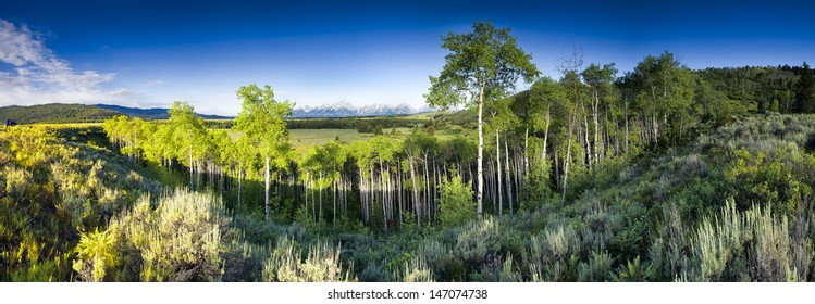 Summer Morning Panoramic View Of Jackson Hole Valley In Wyoming