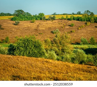 Summer morning , trees in wild field , grass on field . Golden hour in the woodlands, sunrise over the field and trees . Yellow colors , summer landscape . Forest beautiful , nature lands . Sunny day - Powered by Shutterstock