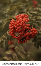 Summer Mountain Ash And A Beautiful Green Forest In The Background