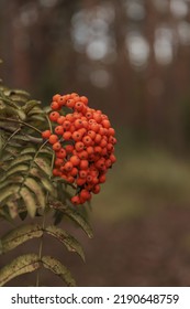 Summer Mountain Ash And A Beautiful Green Forest In The Background