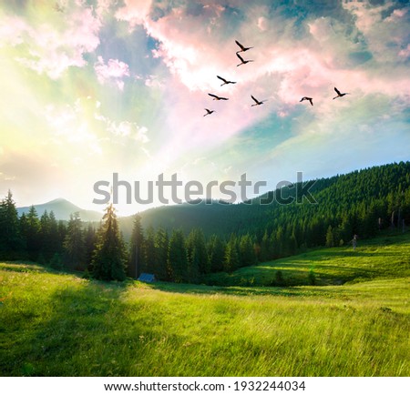 Summer mountain forest landscape at sunset.Flying birds over mountains.