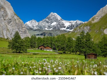 Summer mountain landscape, view of the snow-covered Grossglockner from Koednitztal, blooming mountain meadow with alpine huts, Tyrol, Austria, Europe