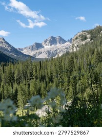 Summer mountain view with pine trees in the foreground. 