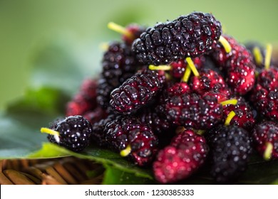 Summer Mulberry Fruit