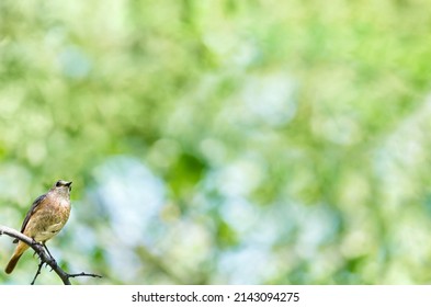 Summer natural background with a bird sitting on a branch. Selective focus, lots of space for text