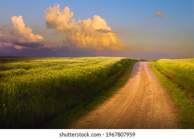 Sommerlandschaft. Straße durch ein grünes Weizenfeld.  Sonnenaufgang über dem Feld 