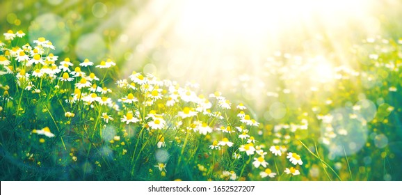 Sommernatur in Form einer Wiese mit Gänseblümchen. Gänseblümchen im Sommer unter der Sonne. Tapete in Form von Sommernatur. Blumen in sanftem Licht und Ton.