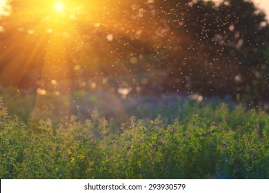 Summer Nature. Landscape meadow at sunset. Transparent columns of midges over tall grass  in front of the sun.  Blurred background. - Powered by Shutterstock