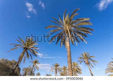 Summer nature scene. coconut palm trees with blue sky
