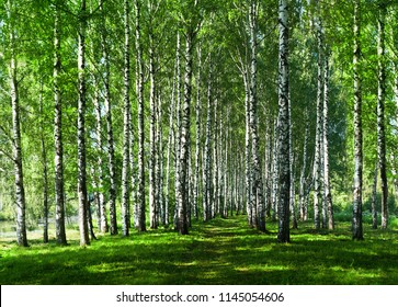 Summer nature, scenery. Birches in alley