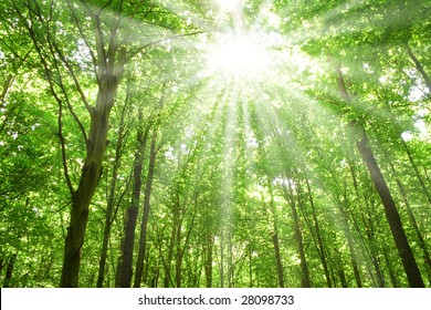 summer nature. sunlight in trees of green forest