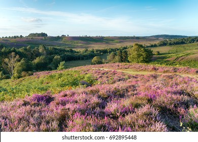 Summer In The New Forest National Park At Rockford Common Near Ibsley In Hampshire