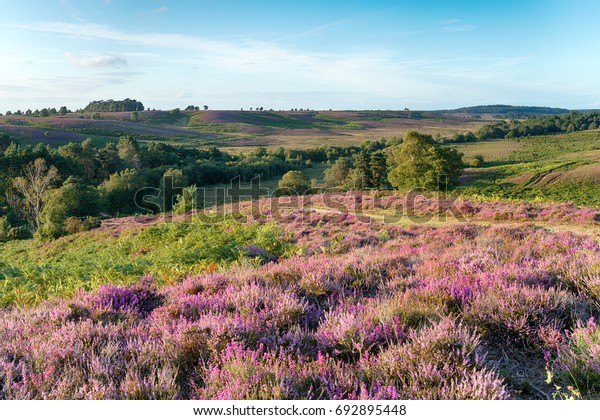 Summer in the New Forest national park at\
Rockford Common near Ibsley in\
Hampshire