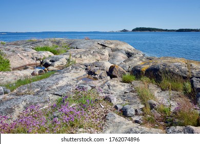 Summer In Nordic Archipelago. Cliffs And Flowers, Sunny Days.