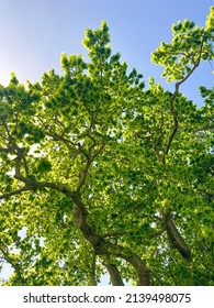 Summer Oak Tree Leaves From Below