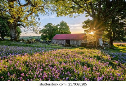 In the summer on the farm at dawn. Early morning farm at dawn. Meadow flowers in early morning dawn. Meadow flowers at dawn - Shutterstock ID 2170028285