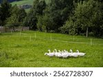 Summer on a farm, green fields with geese, green garden, trees, herbs