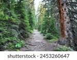 Summer on Forest Lakes Trail James Leak Wilderness Rollinsville Rocky Mountains colorado