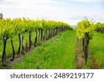 Summer on vineyards of Cognac white wine region, Charente, white ugni blanc grape uses for Cognac strong spirits distillation and wine making, France, Grand Champagne region