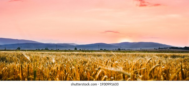 Summer Orange Sunset Over A Mountain Range. Yellow Wheat Field At The Foot Of The Mountains.