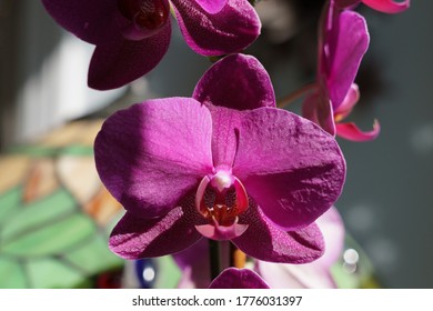 Summer Orchid in full bloom