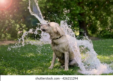 outside dog bath