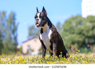 Summer outdoors portrait of Geman boxer dog on hot sunny day. Cute, nice brown tiger with brindle colored boxer female with cropped ears sitting with background of blue sky and meadow flowers 