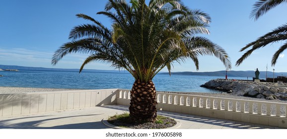 Summer Palm - Croatia, Baška Voda - Shutterstock ID 1976005898