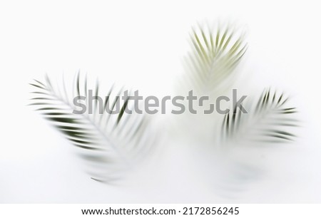 Summer palm tree branches in the tropics mystic magic mist and haze. Creative minimal summer concept.
