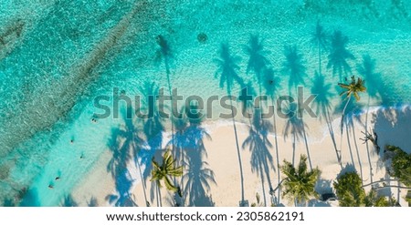 Summer palm tree  and Tropical beach with blue  sky background