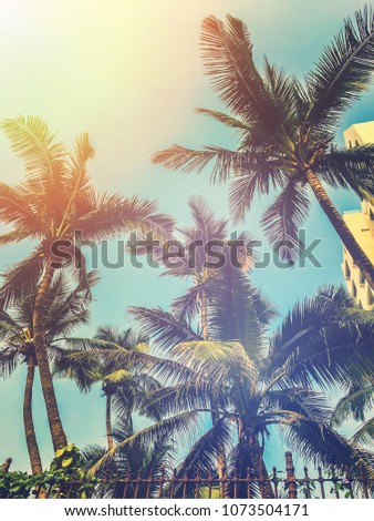 Summer palm tress 