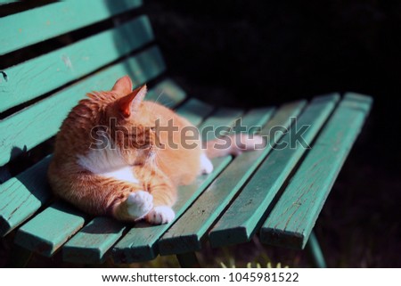 Similar – Cat lying on wooden floor