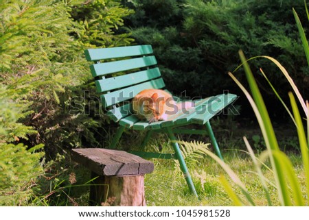 Similar – Cat lying on wooden floor