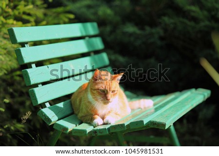 Similar – Cat lying on wooden floor