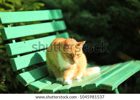 Similar – Cat lying on wooden floor