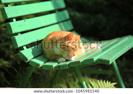 Similar – Cat lying on wooden floor