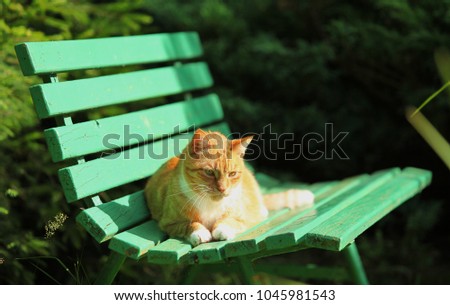 Similar – Cat lying on wooden floor