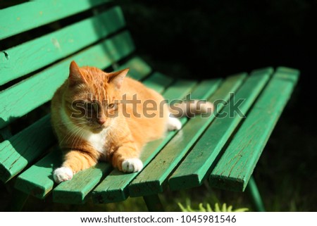 Similar – Cat lying on wooden floor