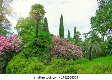 Summer Park Of Mediterranean Climate With Tall Cypress Palms And Blooming Oleander.