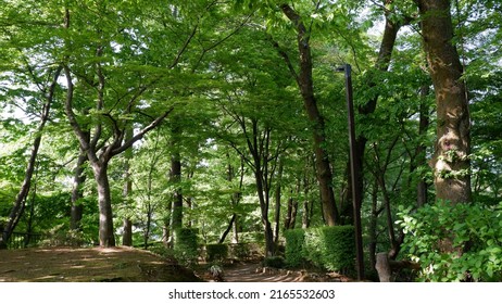 Summer Park Path With Green Tree S 