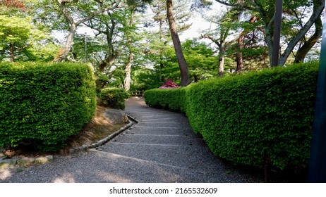 Summer Park Path With Green Tree S 