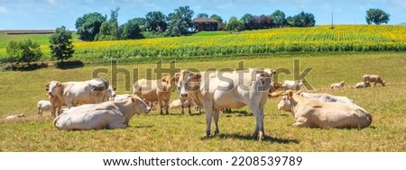 Summer pastoral landscape - view of the grazing herd of Charolais breed cows in the historical province Gascony, the region of Occitanie of southwestern France