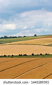 A Summer Patchwork Landscape in the South Downs in Sussex