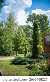 Summer path with thujas and trees in the park
