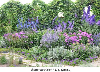 Summer phlox (Phlox paniculata) Igor Talkov and Plue Paradise flower in a flower border in a garden in July 2014