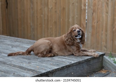 Summer Photo Of A Cocker Spaniel Dog Laying On A Wooden Deck In A Back Yard. He Is Looking At The Camera.